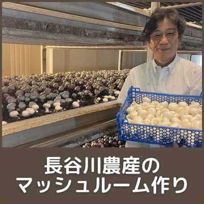 “長谷川農産のマッシュルーム作り“